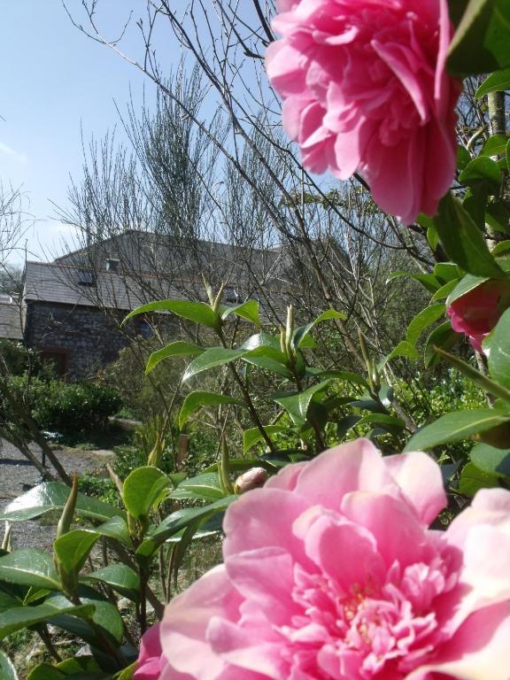 Stag Coach House Hotel Carmel Exterior foto